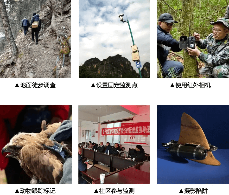 传统的监测白头叶猴方式