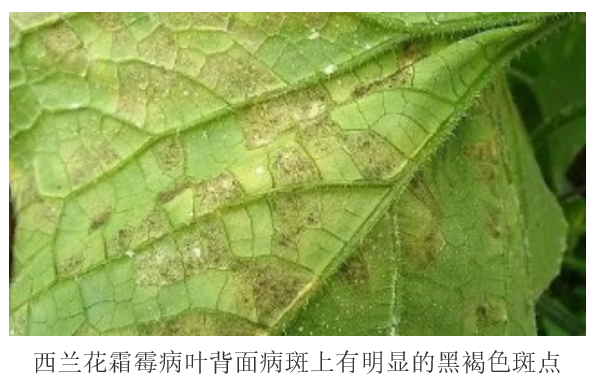 西兰花霜霉病防治
