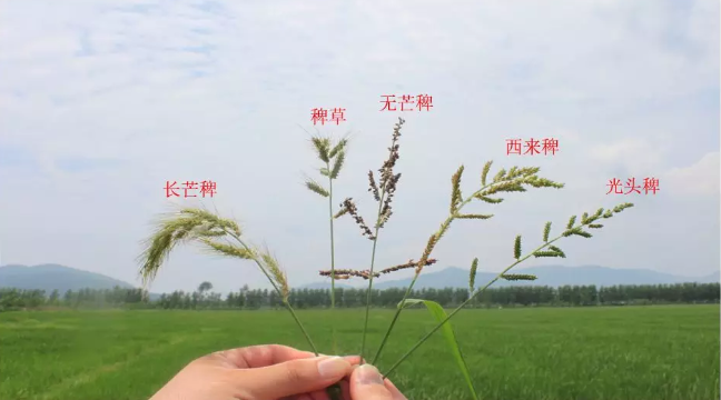 目前，长江中下游区域已经进入植保作业高峰季节，水稻除草、杀虫杀菌作业都在密集进行。大疆农业
