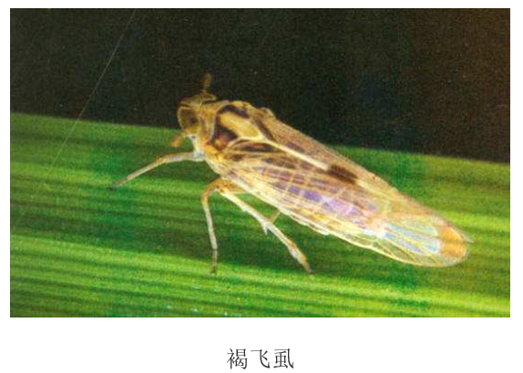 在播种20天之后,湛江飞手对50亩直播稻田进行虫害预防.大疆农业